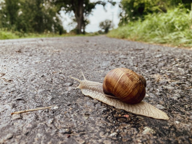 1. Fête de l’escargot