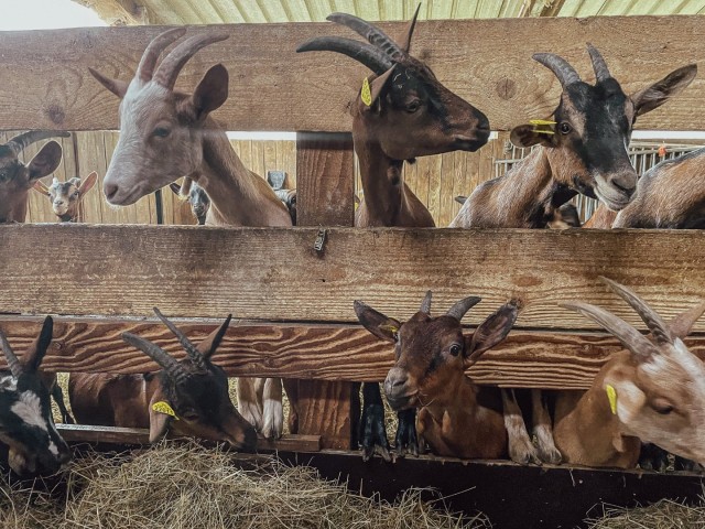 4. Ferme des bien-vivants