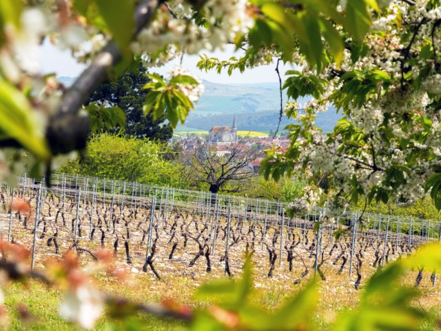 1. Coulanges-la-Vineuse