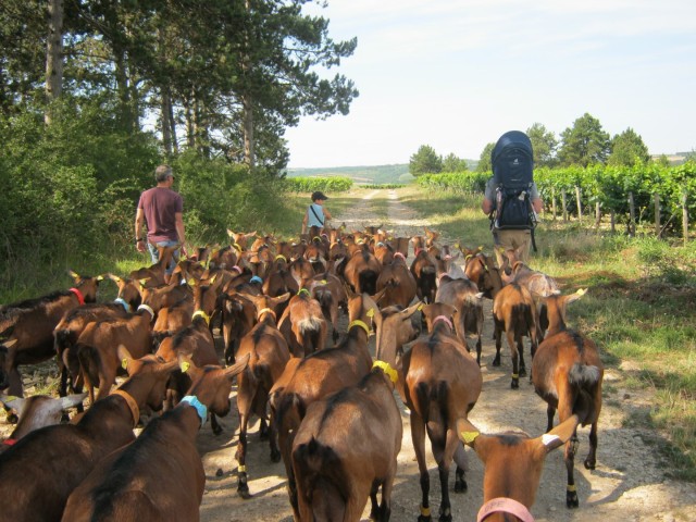 1. Wandelen met geitjes