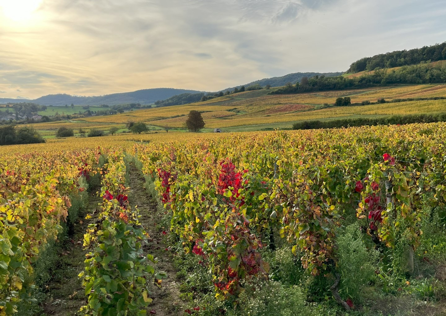 Saint-Martin-sous-Montaigu: van premiers crus naar het dorp