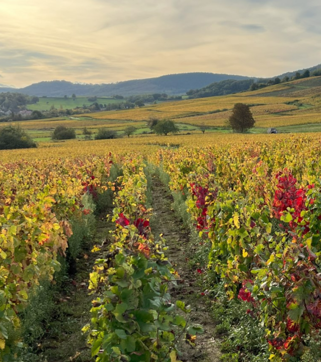 Wijngaarden Saint-Martin-sous-Montaigu