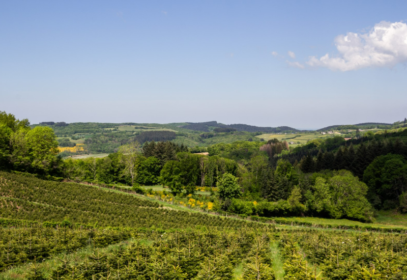 Meer dan 1 miljoen kerstbomen