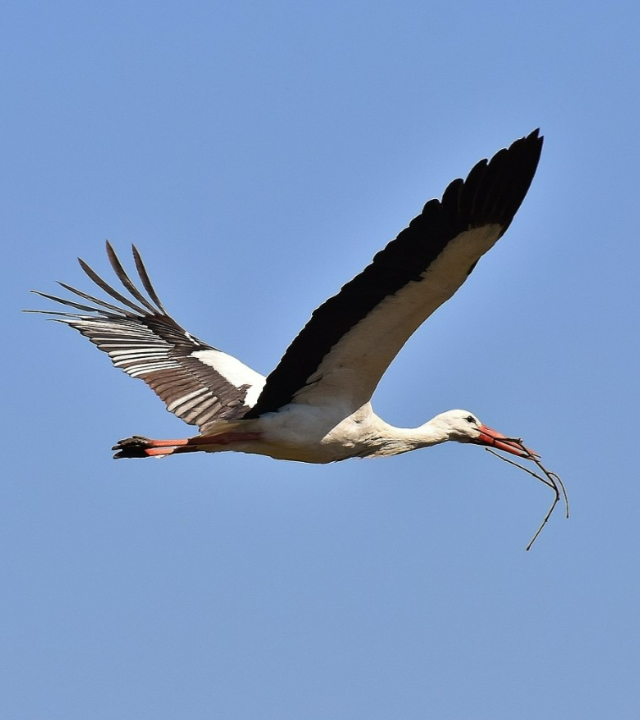 Wandelpad van de Ooievaars