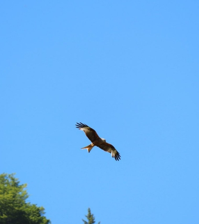Vogelpad Auxois