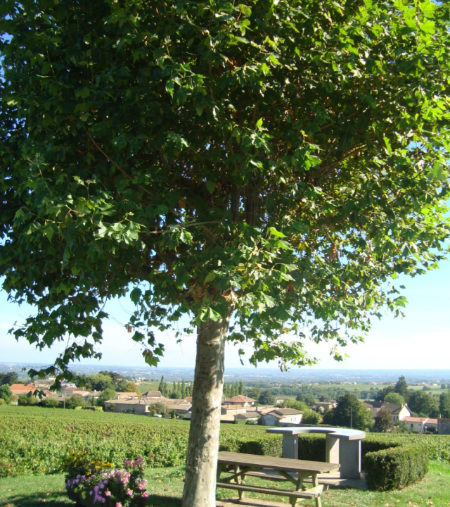 Uitzichten Saint-Amour en Saint-Vérand