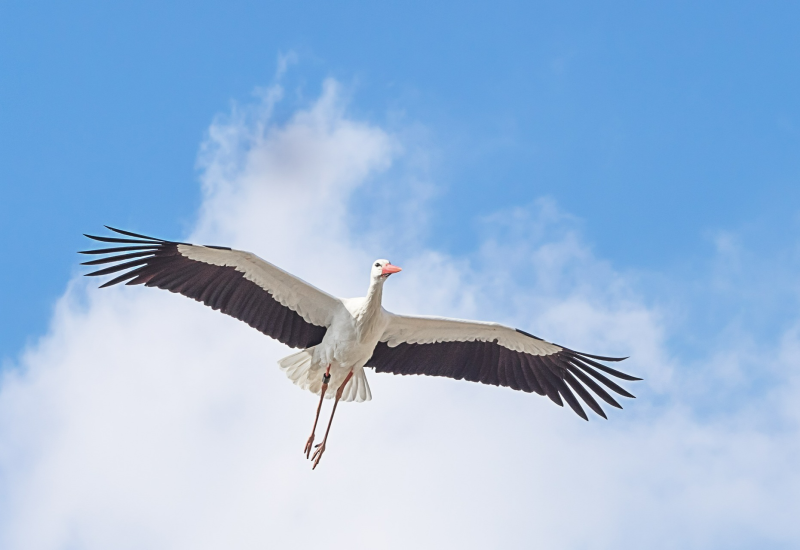 Ballet van ooievaars