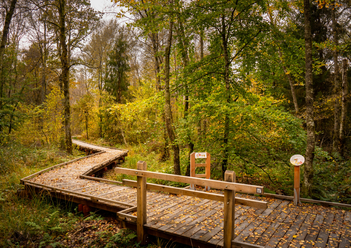 Veenmoerassen van de Morvan