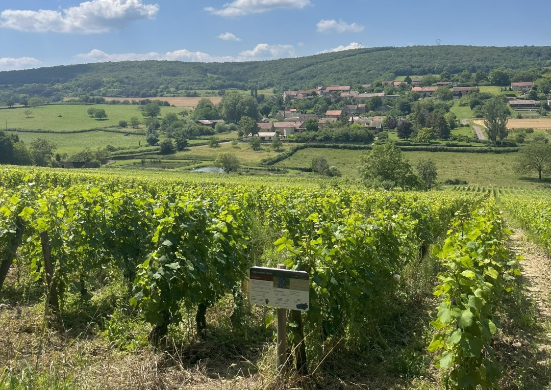 Wijngaarden Royer, Domaine Debreuille