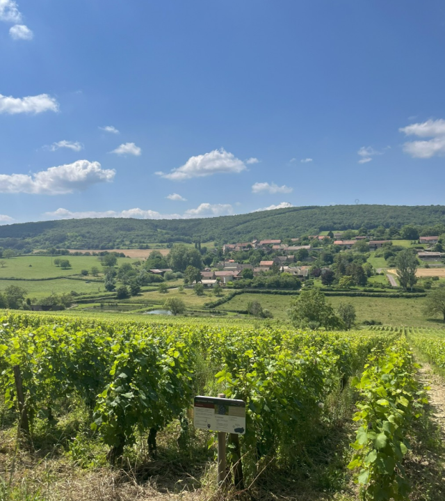 Wijngaarden Royer, Domaine Debreuille