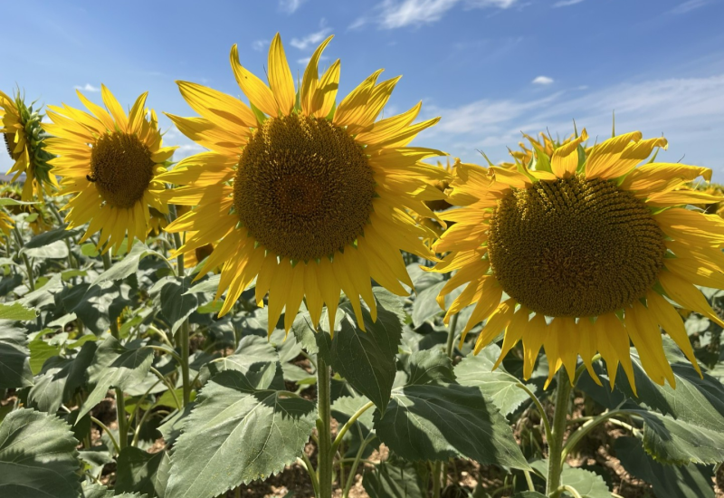 Zonnebloemvelden weer in bloei