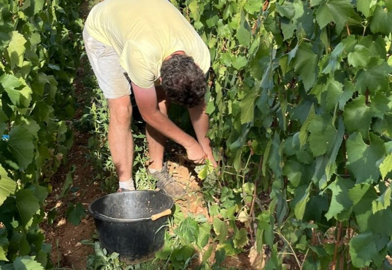 Druivenplukkers gezocht