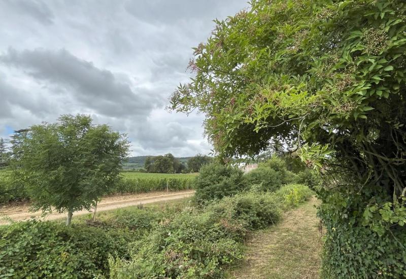 Wijngaard met voedselbosje