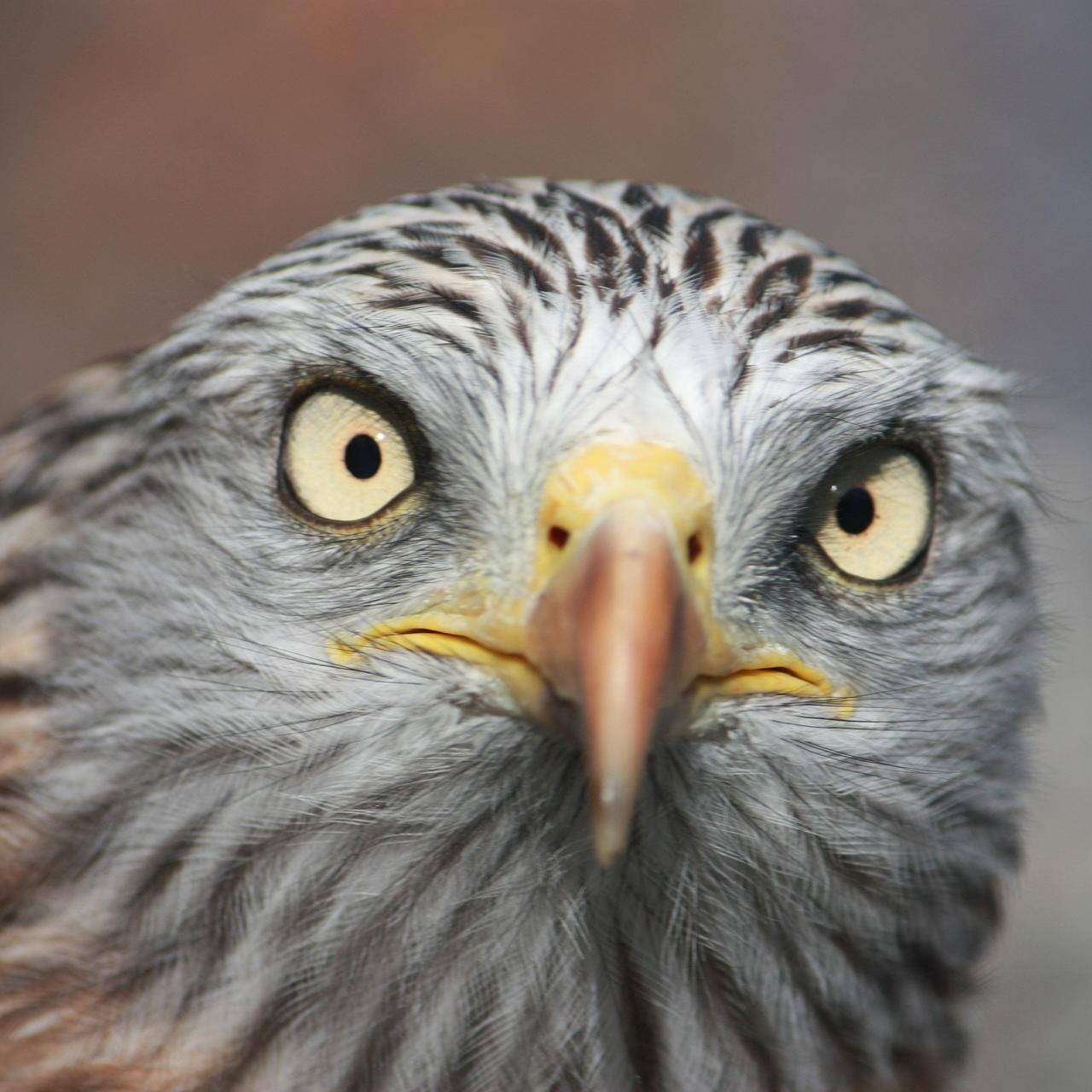 Trekvogels spotten bij basiliek Vézelay