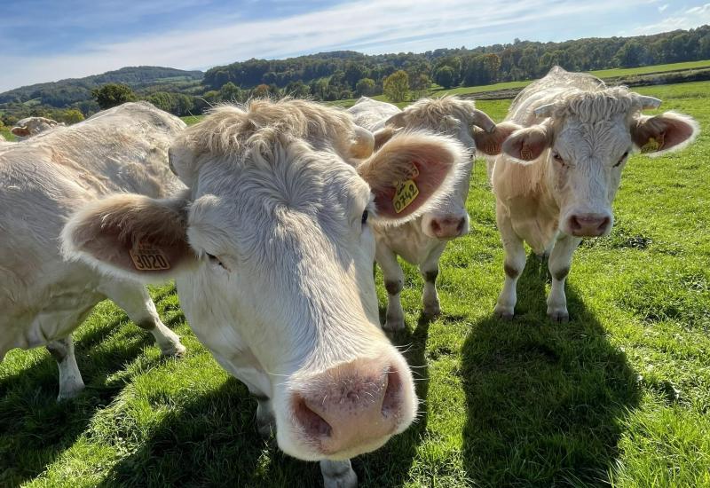 Boerenprotesten tegen afmaken veestapels