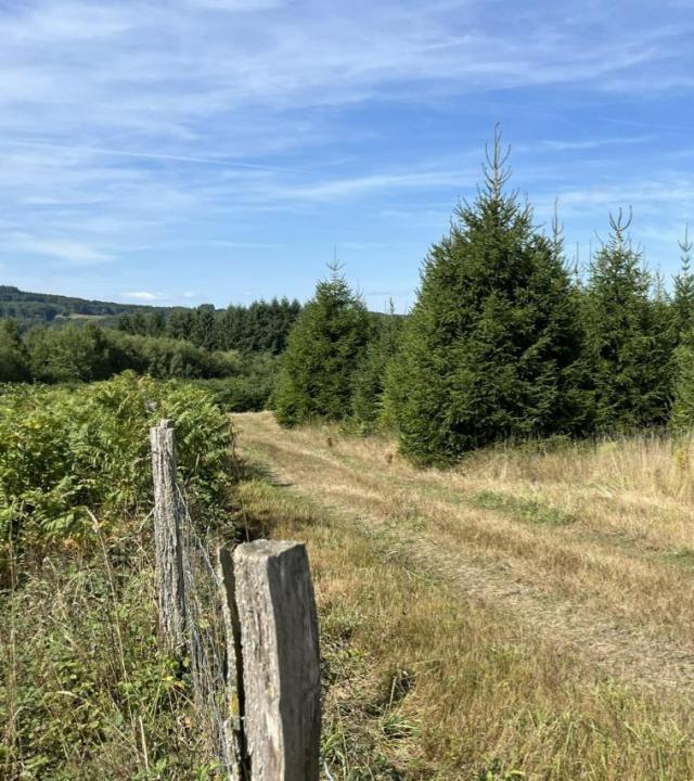 Kerstbomen Champeau-en-Morvan