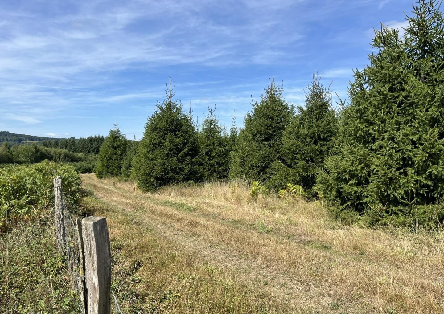 Kerstbomen Champeau-en-Morvan
