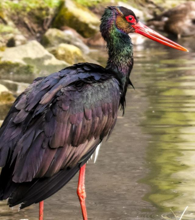 Pad van de zwarte ooievaars