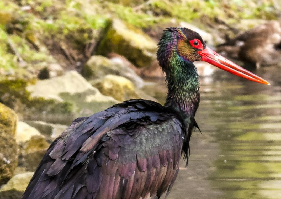 Pad van de zwarte ooievaars