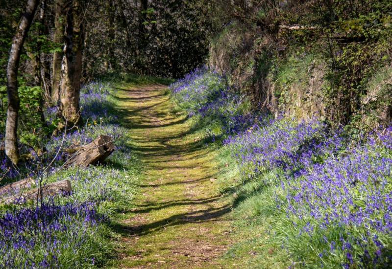 Zeeën van hyacintjes