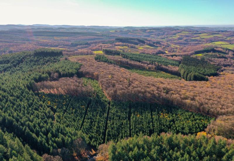 Toename Bourgondische bossen