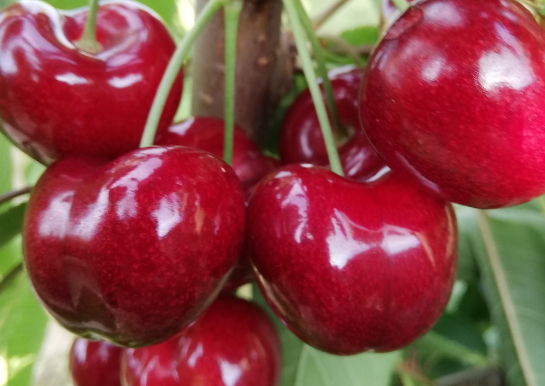 Kersen uit de Yonne
