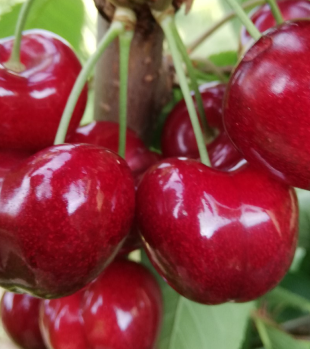 Kersen uit de Yonne