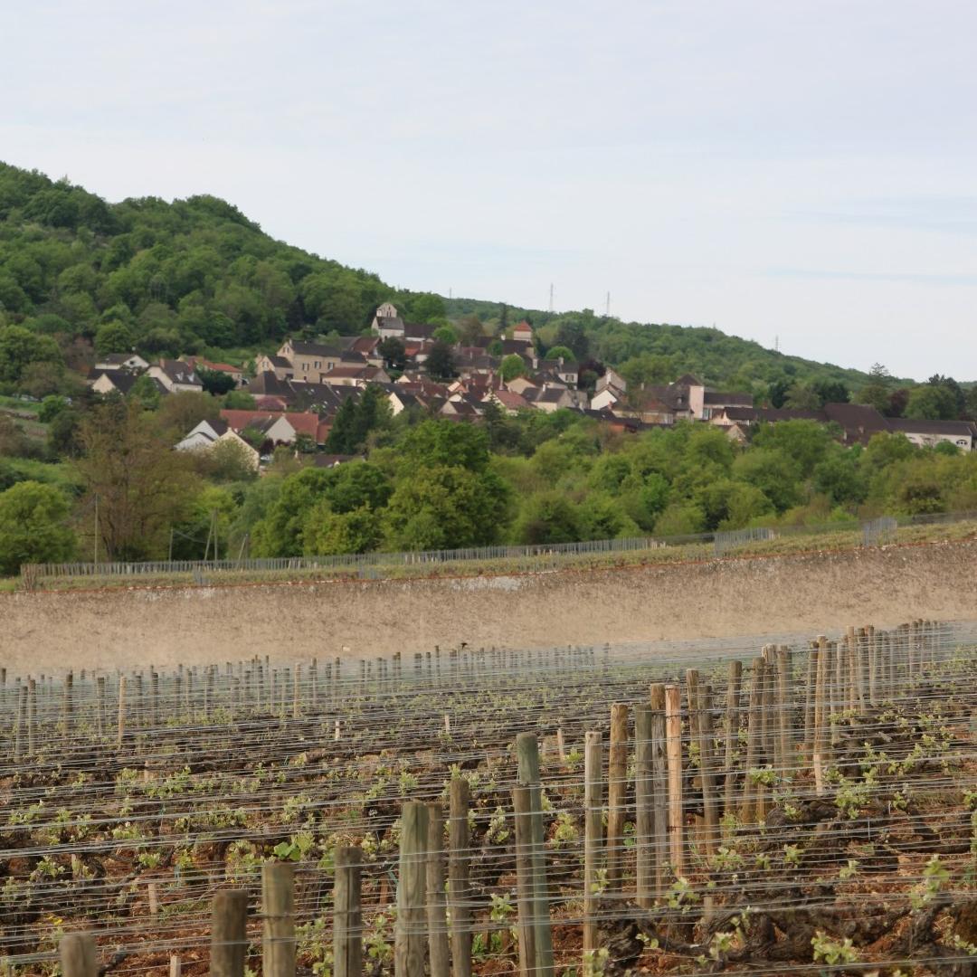 Bouzeron viert het  verschil