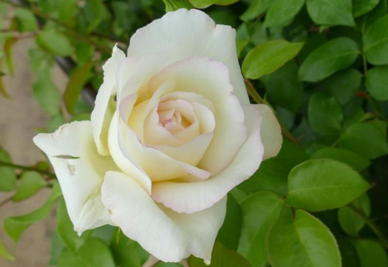 4.500 Côte-d’Or rozen
