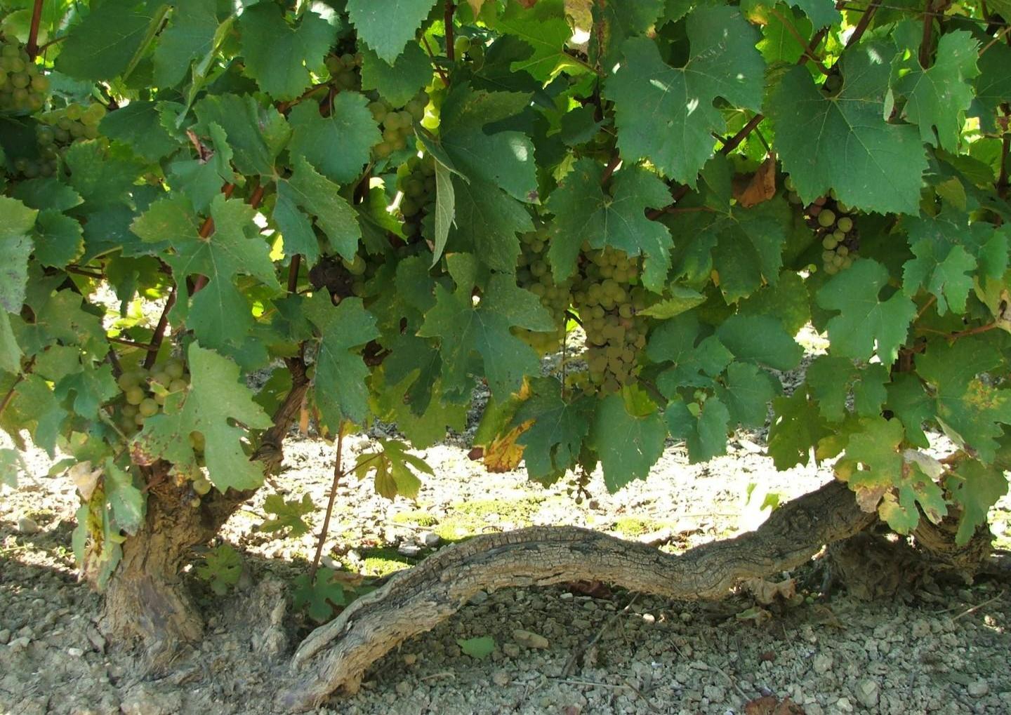 Franc de Pied wijngaard Tonnerrois