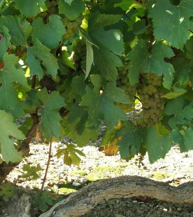 Franc de Pied wijngaard Tonnerrois