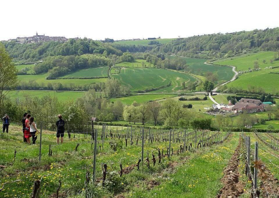 Anijs en wijngaarden Flavigny-sur-Ozerain
