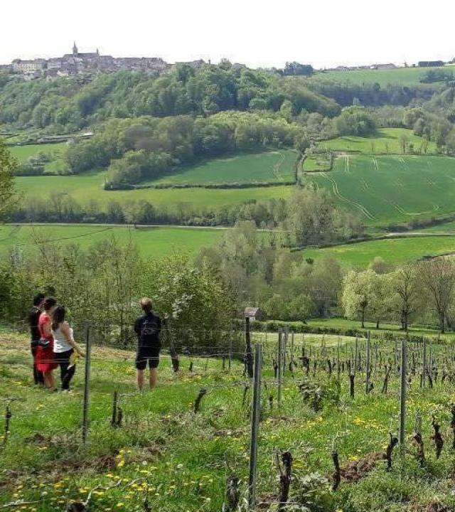 Anijs en wijngaarden Flavigny-sur-Ozerain