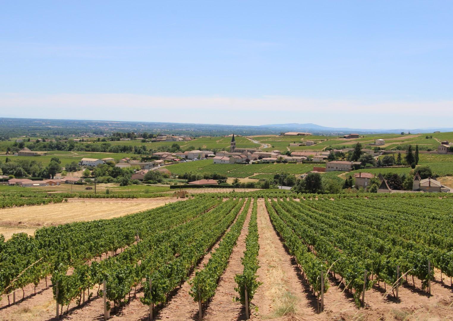 Wijnroute noordelijke Beaujolais