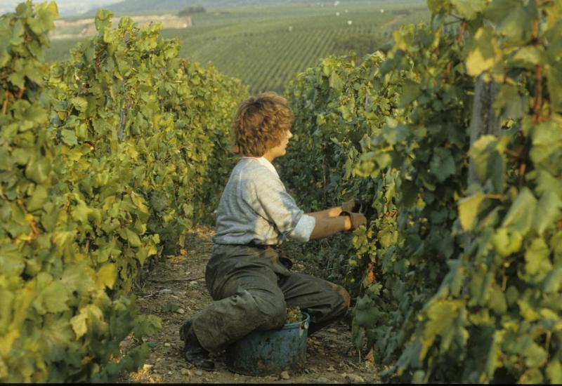 Druivenpluk Bourgogne gestart