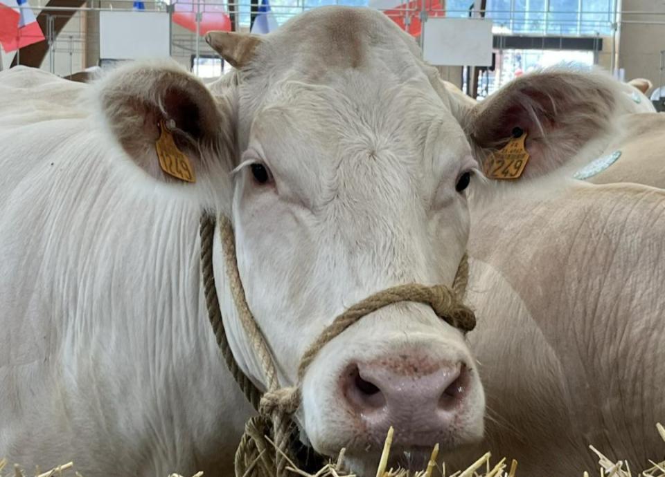 Feest Charolais koeien