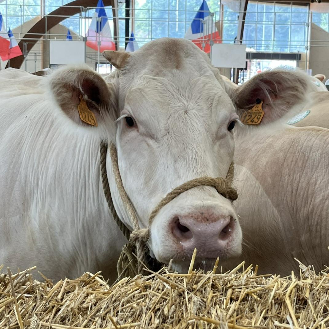 Feest Charolais koeien