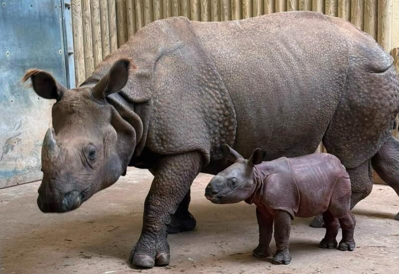Indische neushoorn geboren in Bourgondië