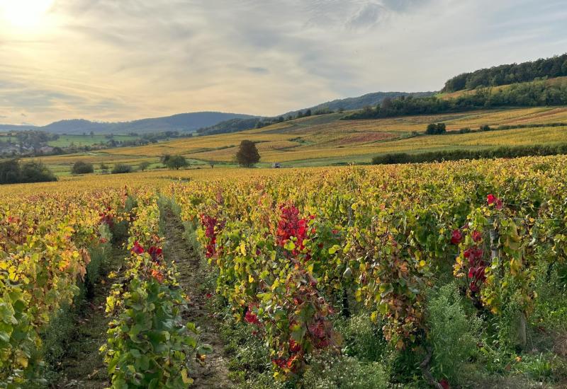 Van Dijon naar Cluny wandelen