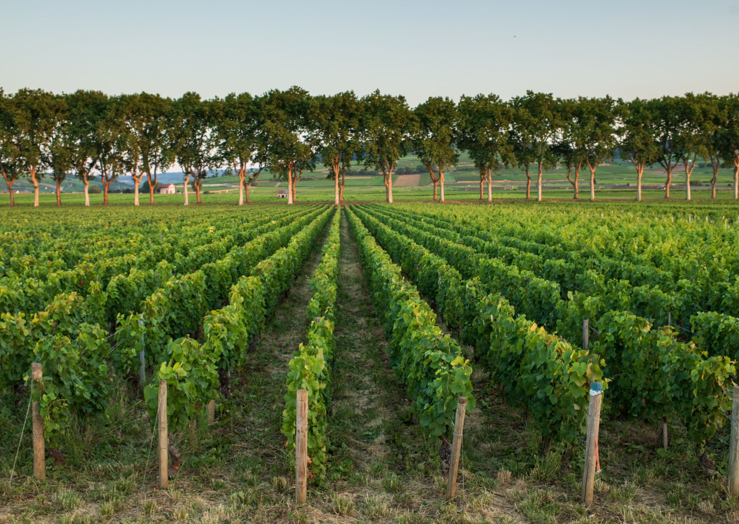 Wijnroute Côte de Beaune