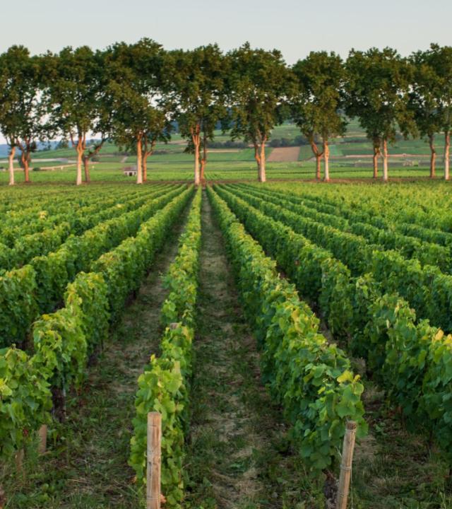 Wijnroute Côte de Beaune