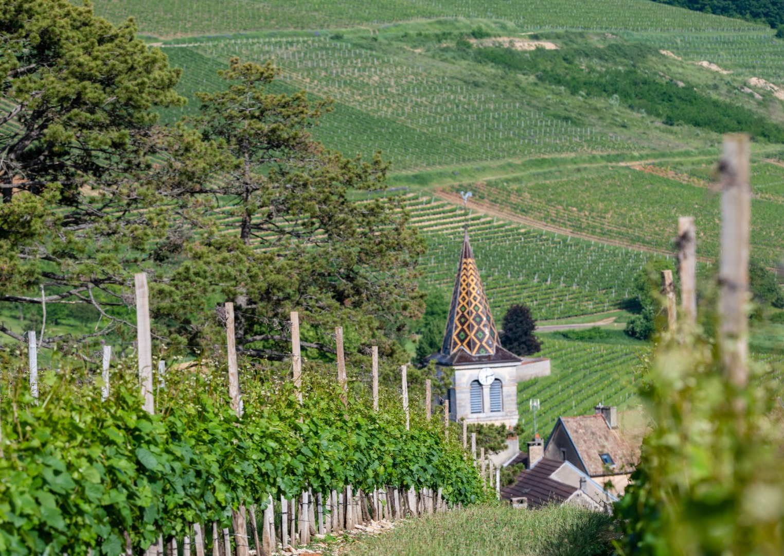 Côte de Nuits