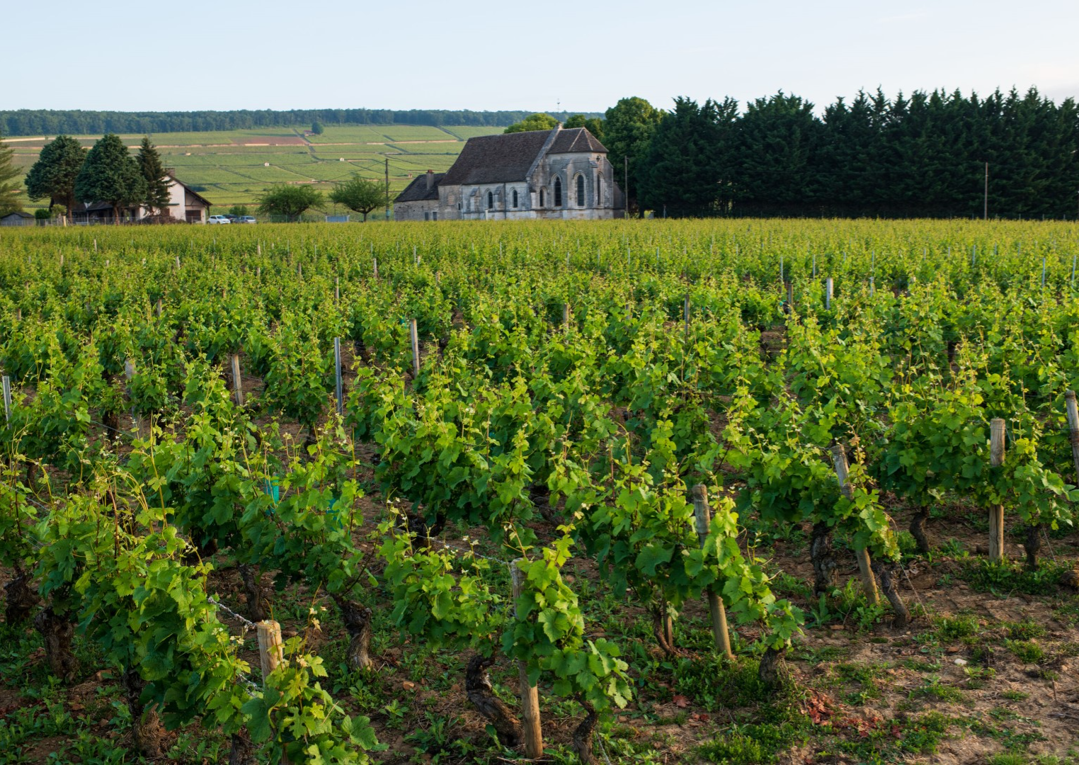 Côte de Beaune