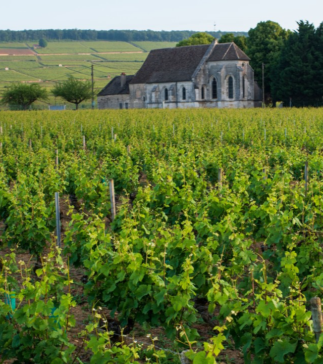 Côte de Beaune