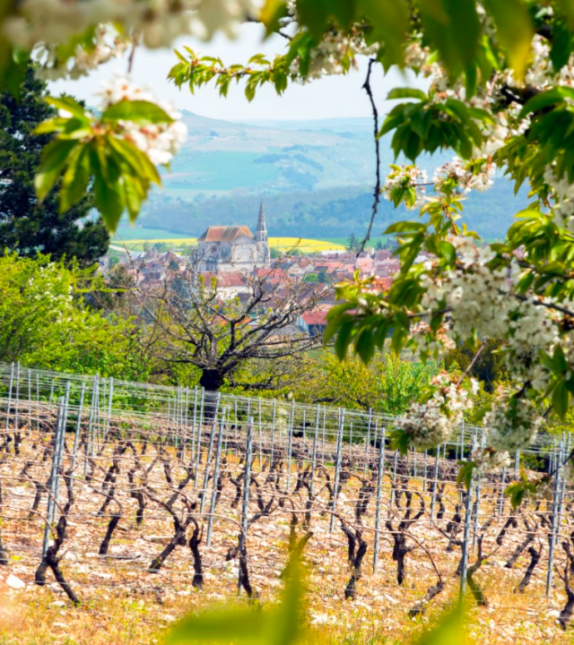 Grand Auxerrois