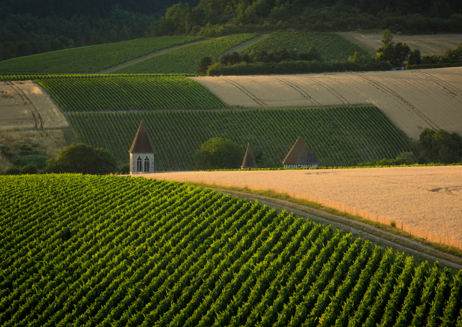 Wijnroute Chablis en Grand Auxerrois