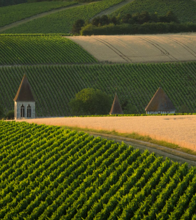Wijnroute Chablis en Grand Auxerrois