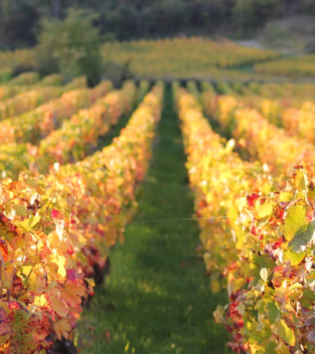 Wijngaarden en Wijnhutjes Givry