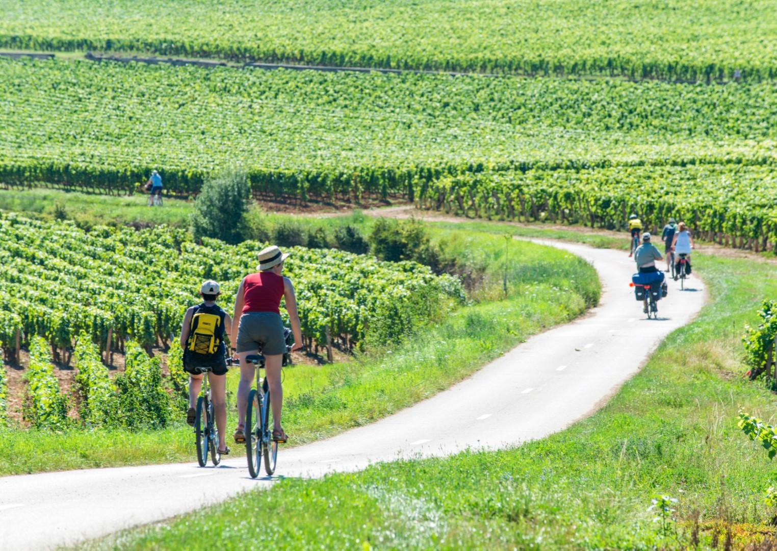 Tour de Bourgogne V51-2, Wijngaarden