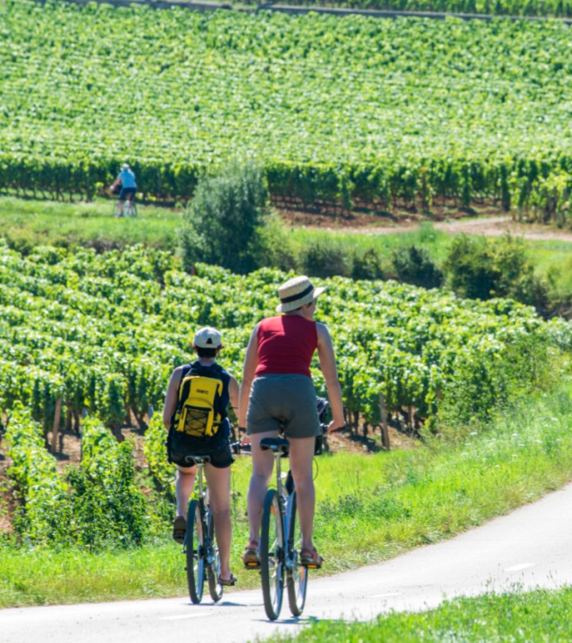 Tour de Bourgogne V51-2, Wijngaarden